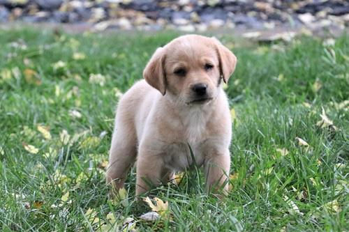 Miniatura: Labrador Color Paja en Venta | Noble, Juguetón y Súper Familiar | Envío Gratis +