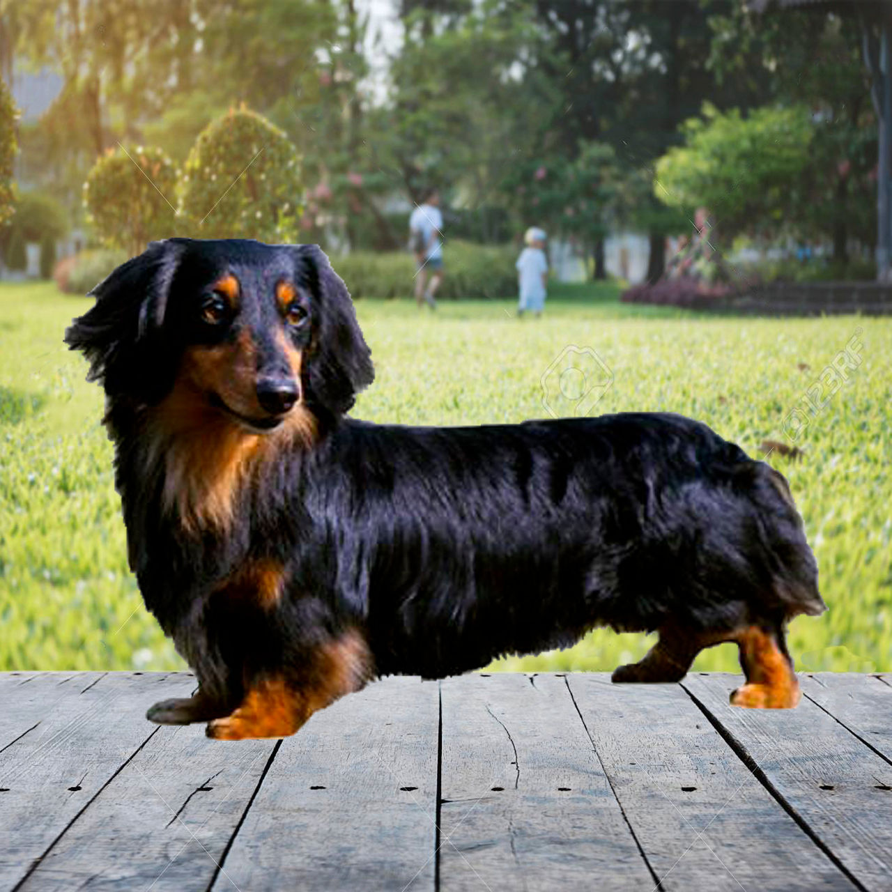 Salchicha de Pelo Largo en Venta | Tierno, Elegante y Muy Leal | Envío Gratis +