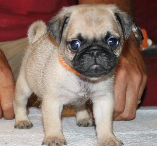 Thumbnail: Pug