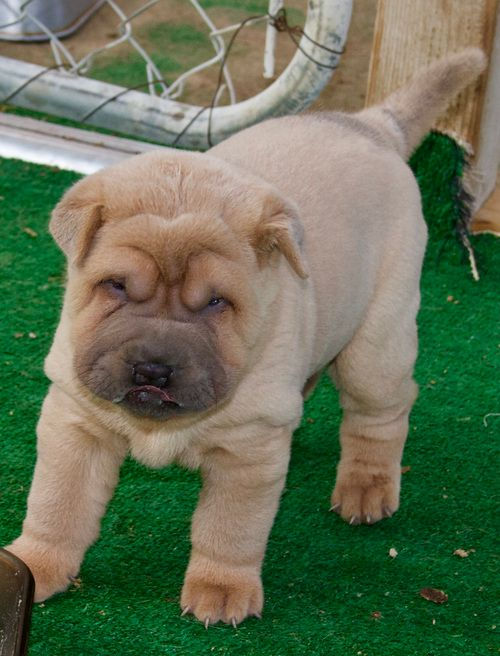 Thumbnail: Venta de Shar Pei | Pliegues, Personalidad y Amor en un Solo Perro | Regalos