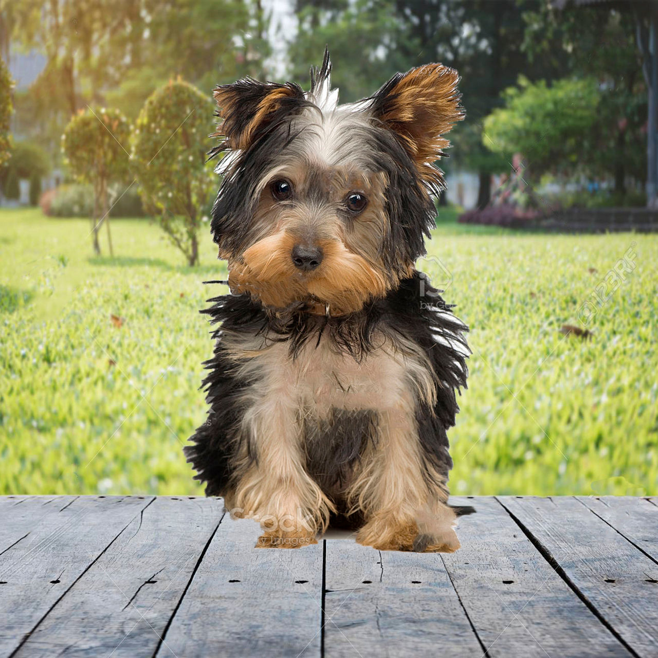 Yorkshire Mini Toy en Todo México | Certificado Médico + Ropa de Regalo