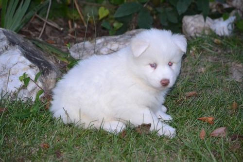 Miniatura: Husky Siberiano Blanco