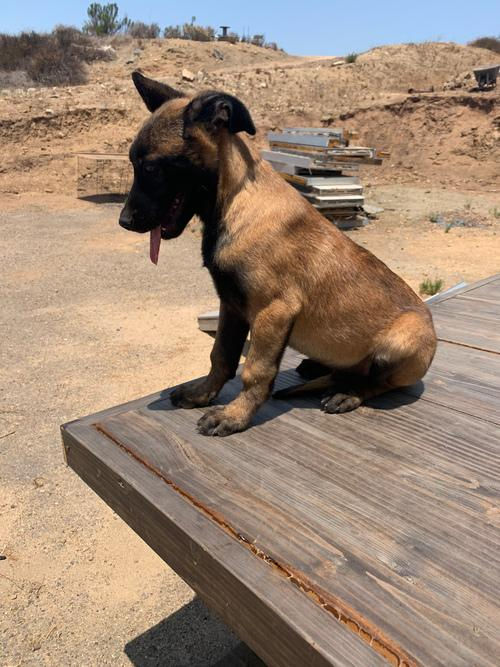 Miniatura: Belga Malinois