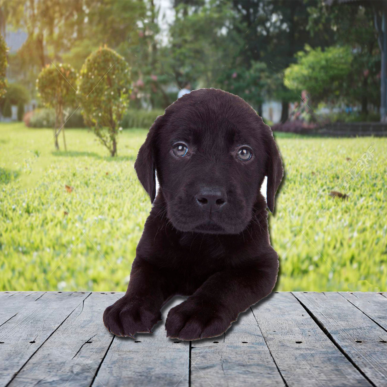 Labrador Negro en Venta | Inteligente, Fiel y Siempre Alegre | Envío Gratis