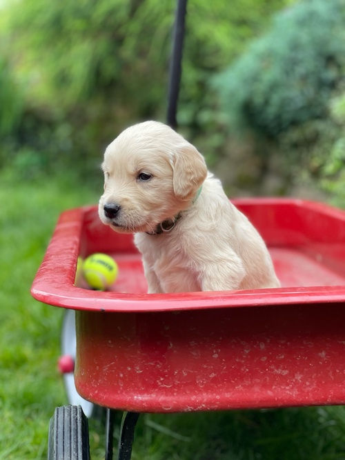 Miniatura: Golden Retriever