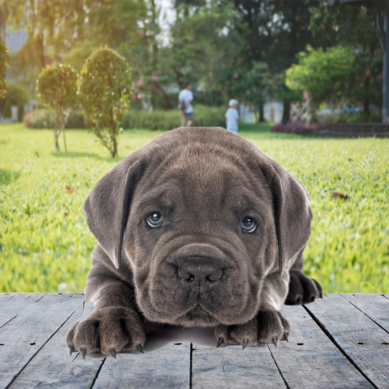 Mastín Napolitano en Venta | Imponente, Protector y Muy Fiel | Envío Gratis