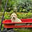 Thumbnail: Golden Retriver