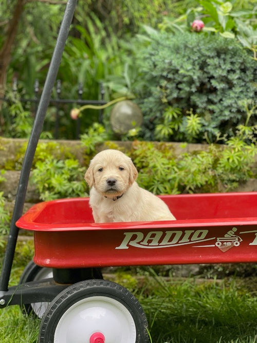 Miniatura: Golden Retriever