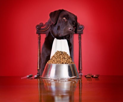 Cómo elegir la comida de mi mascota