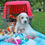 Miniatura: Beagle Bicolor en Venta | Juguetón, Fiel y Muy Familiar | Envío Gratis + Garantí