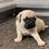Miniatura: Pug Cervato en Venta | Tierno, Leal y Juguetón | Envío Gratis + Garantía