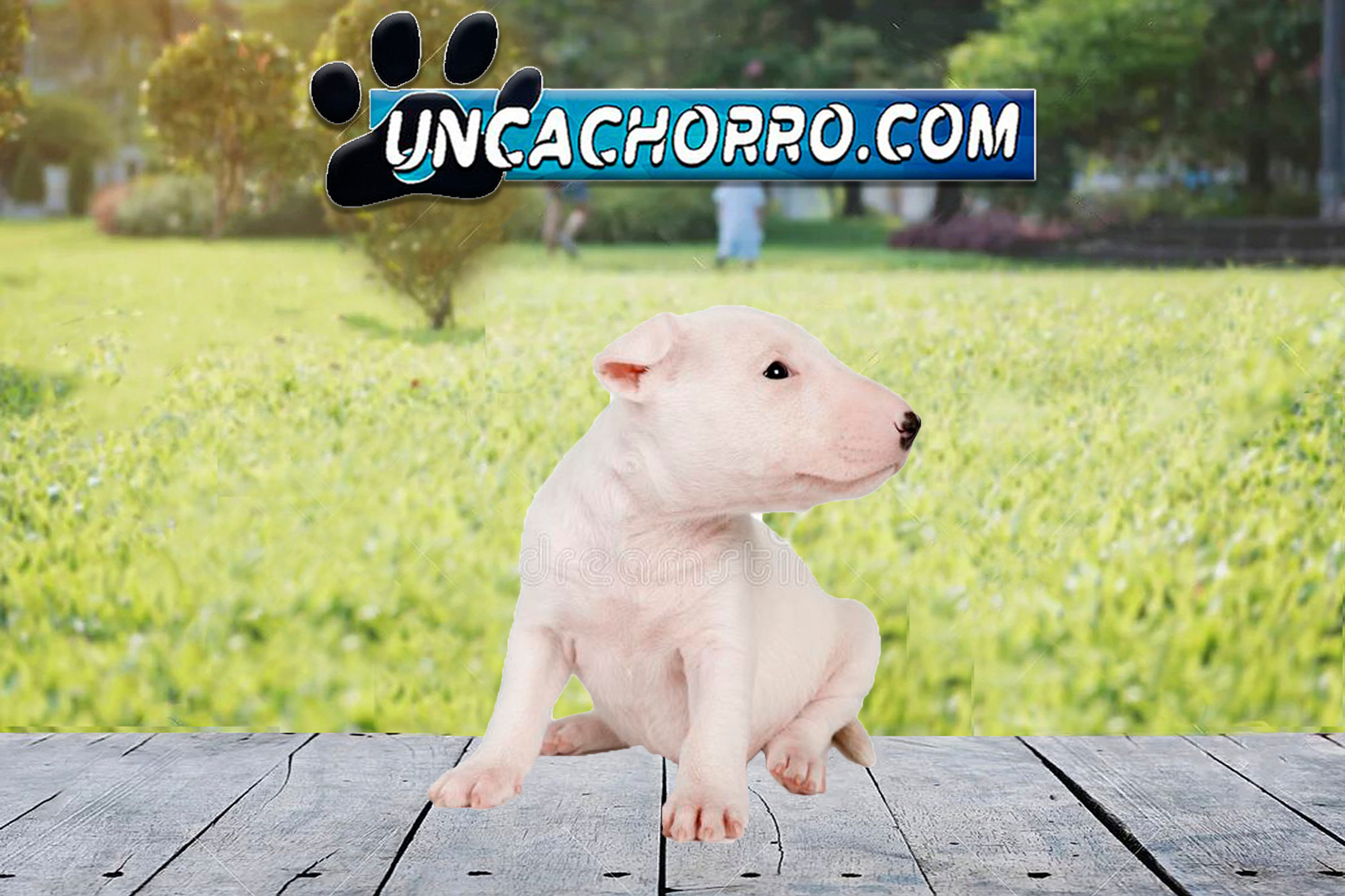 Bull Terrier Inglés Miniatura en Venta | Fuerte, Leal y Súper Cariñoso