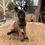 Miniatura: Belga Malinois en Venta | Protector, Inteligente y Súper Obediente | Envío Grati