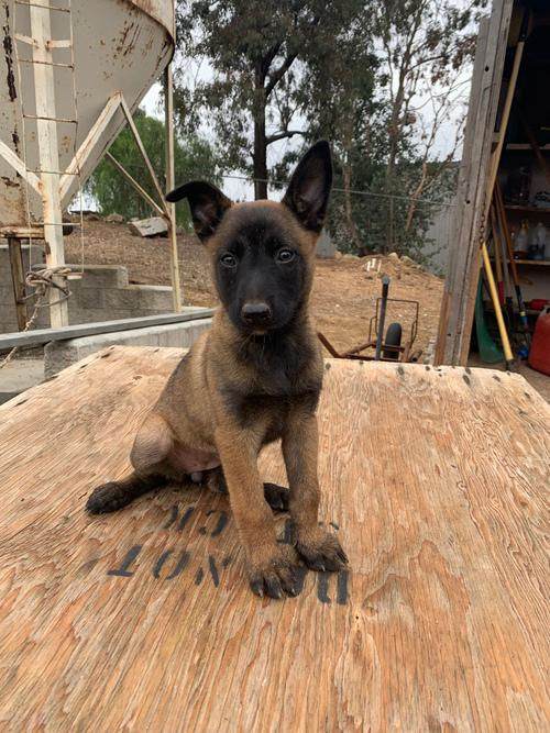 Miniatura: Belga Malinois
