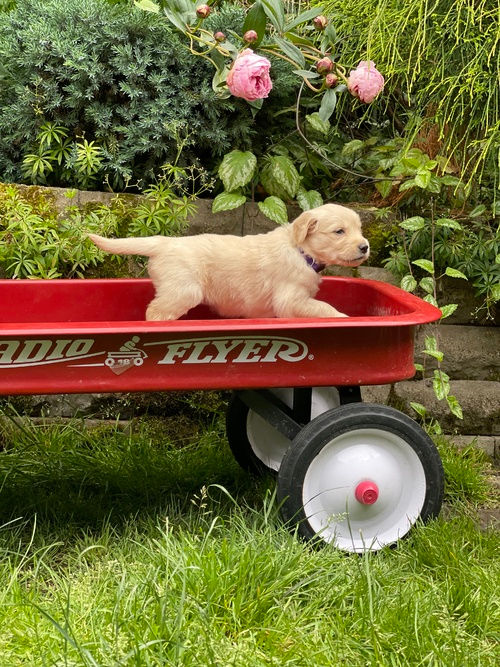 Miniatura: Golden Retriever