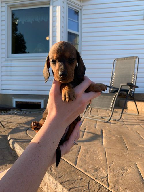 Miniatura: Teckel Miniatura Color Sepia en Venta | Envío Gratis + Garantía C/S Registro