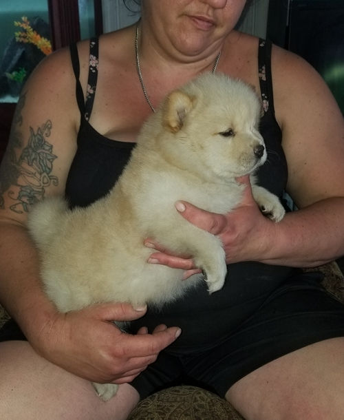 Miniatura: Chow Chow