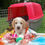 Miniatura: Beagle Bicolor en Venta | Juguetón, Fiel y Muy Familiar | Envío Gratis + Garantí