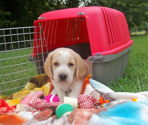 Miniatura: Beagle Bicolor limon