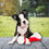 Miniatura: Boston Terrier en Venta | Alegre, Compacto y Muy Cariñoso | Envío Gratis