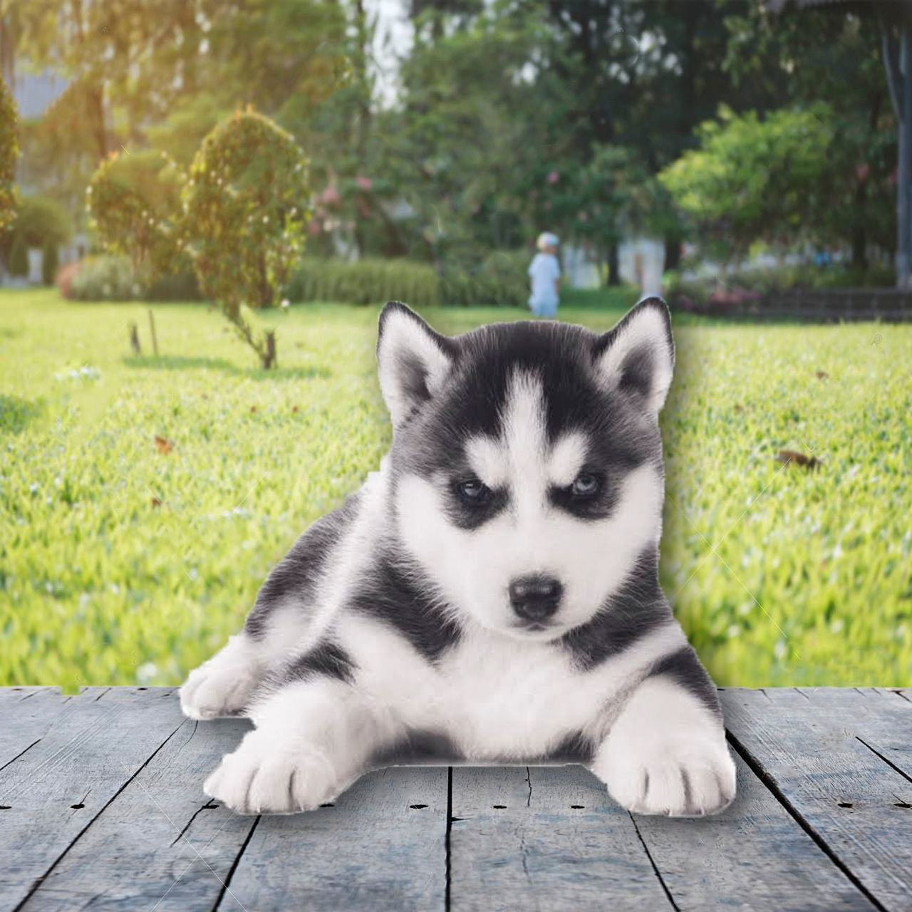 Husky Negro Platinado en Venta | Elegante, Juguetón y Leal | Envío Gratis