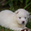 Miniatura: Husky Siberiano Blanco en Venta | Elegante, Inteligente y Súper Leal | Envío