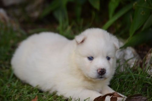 Miniatura: Husky Siberiano Blanco