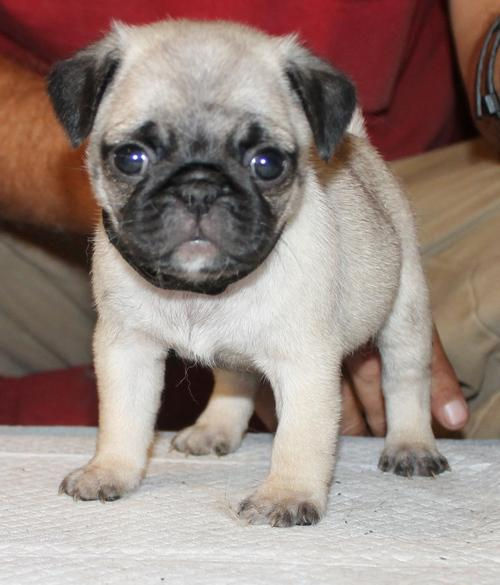 Miniatura: Pug Original Color Cervato | Envío Gratis en Todo México + Certificado Médico