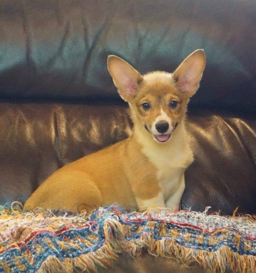 Miniatura: Venta de Corgi Pembroke | Tierno, Sociable y Lleno de Personalidad | Regalos