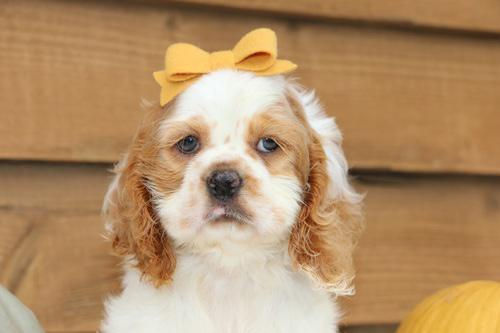 Thumbnail: Cocker Spaniel Inglés en Venta | Envío Gratis + Garantía y Certificado Médico