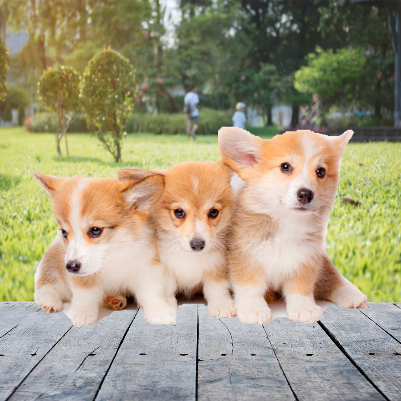 Venta de Corgi Pembroke | Tierno, Sociable y Lleno de Personalidad | Regalos