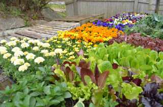GREENHOUSES | Hartman's Herb Farm