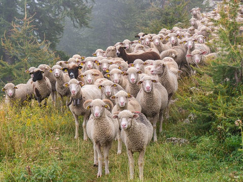 Jeremiah 23:1-6 - Woe to all who scatter the sheep of God's flock