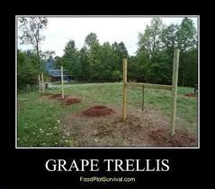 Gardening tip of the day: Stake your trellis firmly in the ground, so it can bear weight