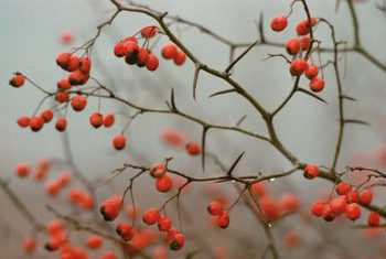 You reap as you have been sown