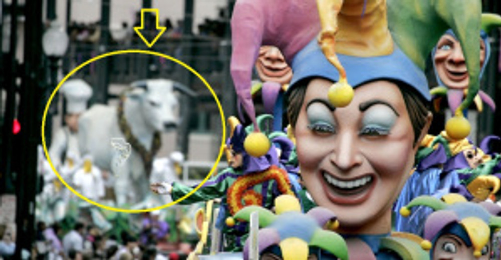 Is that a Mardi Gras Calf I see?