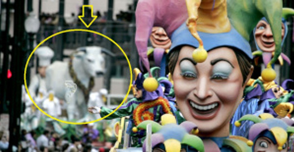 Is that a Mardi Gras Calf I see?