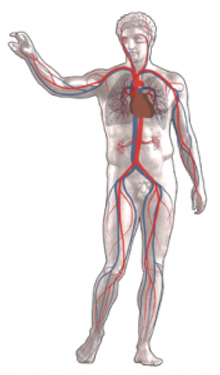 blood-circulation