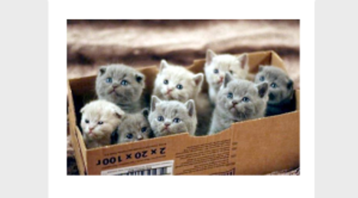 Trained kittens?