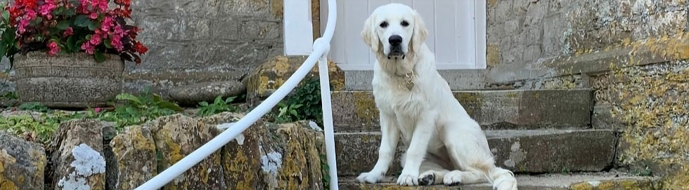 Golden retriever puppy sitting on the steps of an old cottage