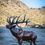 Thumbnail: BULL ELK