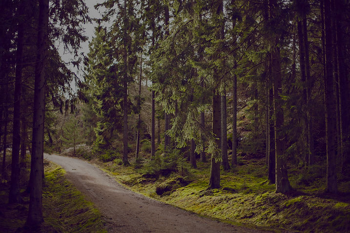 Path through the woods