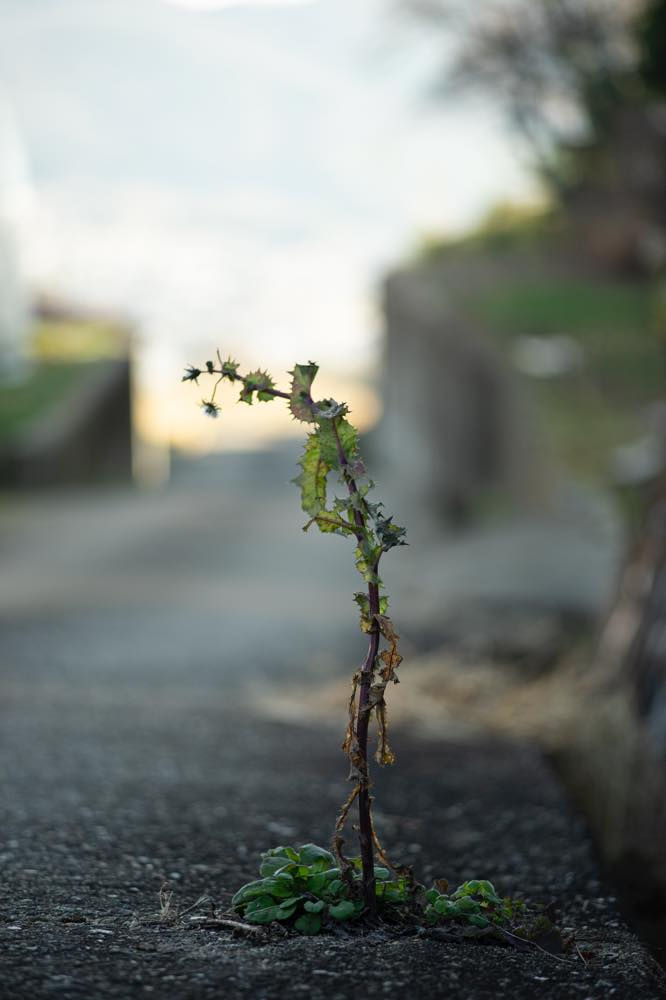 路傍草