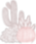 Cactuses