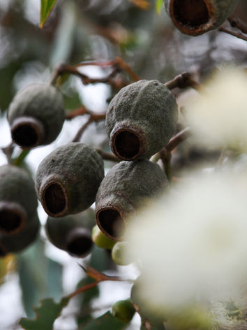native Australian tree