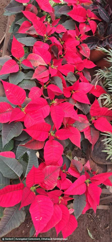 Poinsettia Plant in Aurangabad Cantonment, Chhatrapati Sambhajinagar