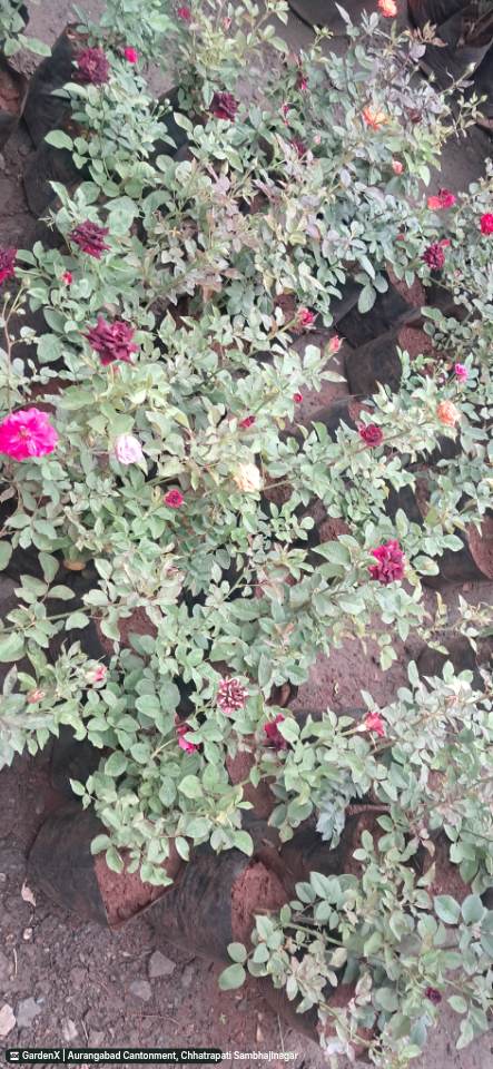 Rose Plant (गुलाब) in Aurangabad Cantonment, Chhatrapati Sambhajinagar