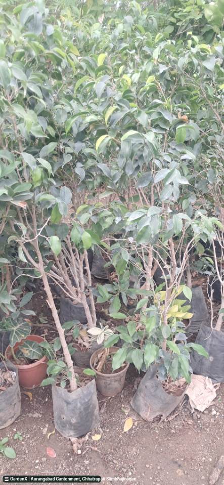 Weeping Fig (नकुल फिक्स / अंजीर) in Aurangabad Cantonment, Chhatrapati Sambhajinagar