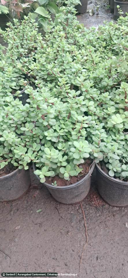 Jade Plant (मनी प्लांट/क्रसला) in Aurangabad Cantonment, Chhatrapati Sambhajinagar