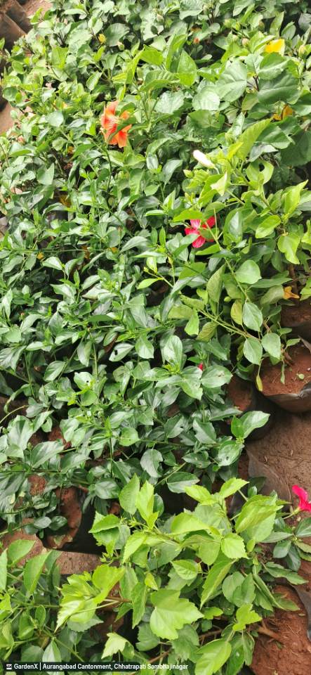 Hibiscus Plant (गुड़हल) in Aurangabad Cantonment, Chhatrapati Sambhajinagar